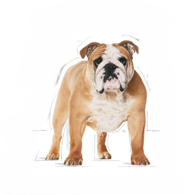 Buldog angielski